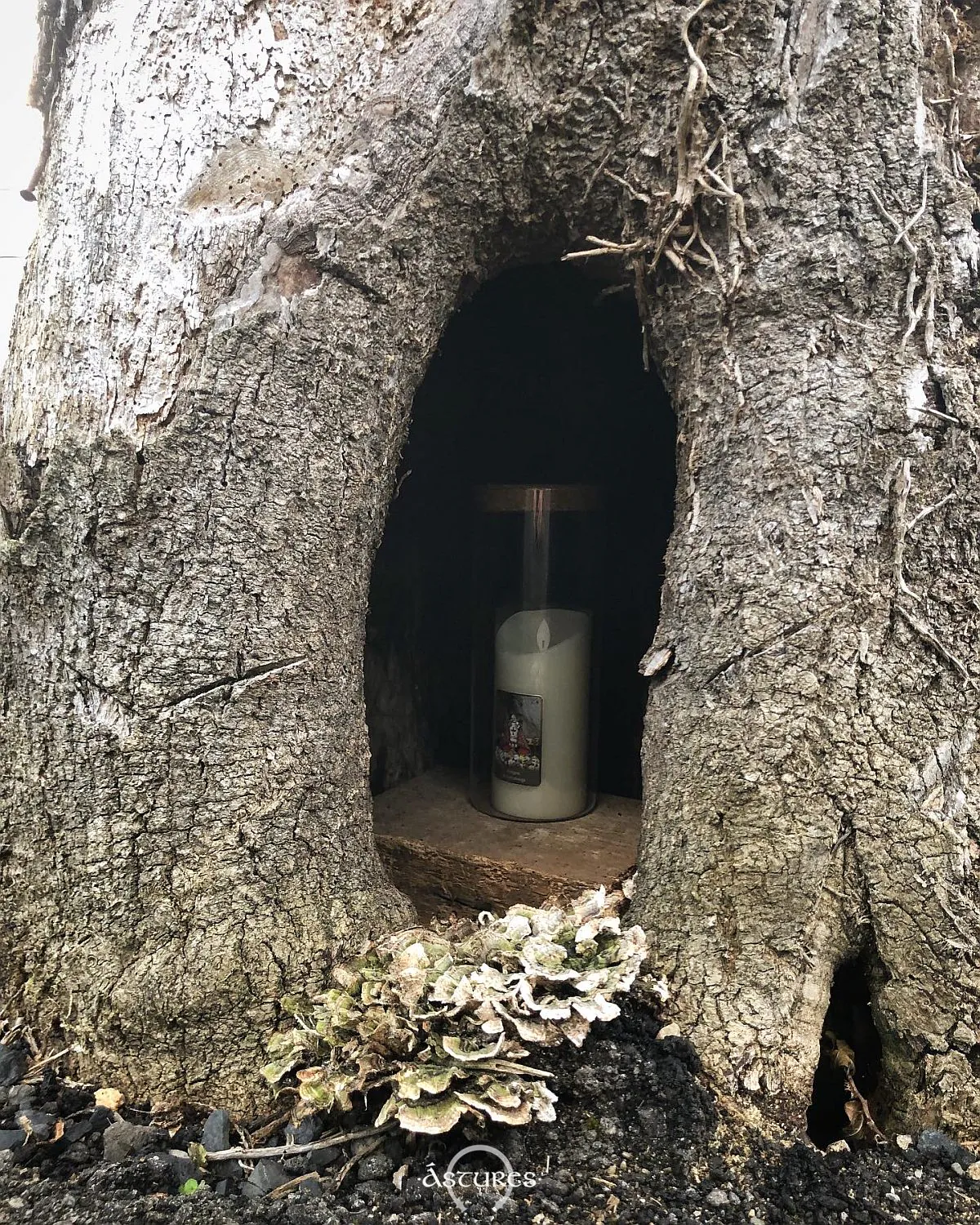 Un cirio en el interior de un árbol situado al lado de una iglesia en el concejo de Pola de Lena, Asturias.