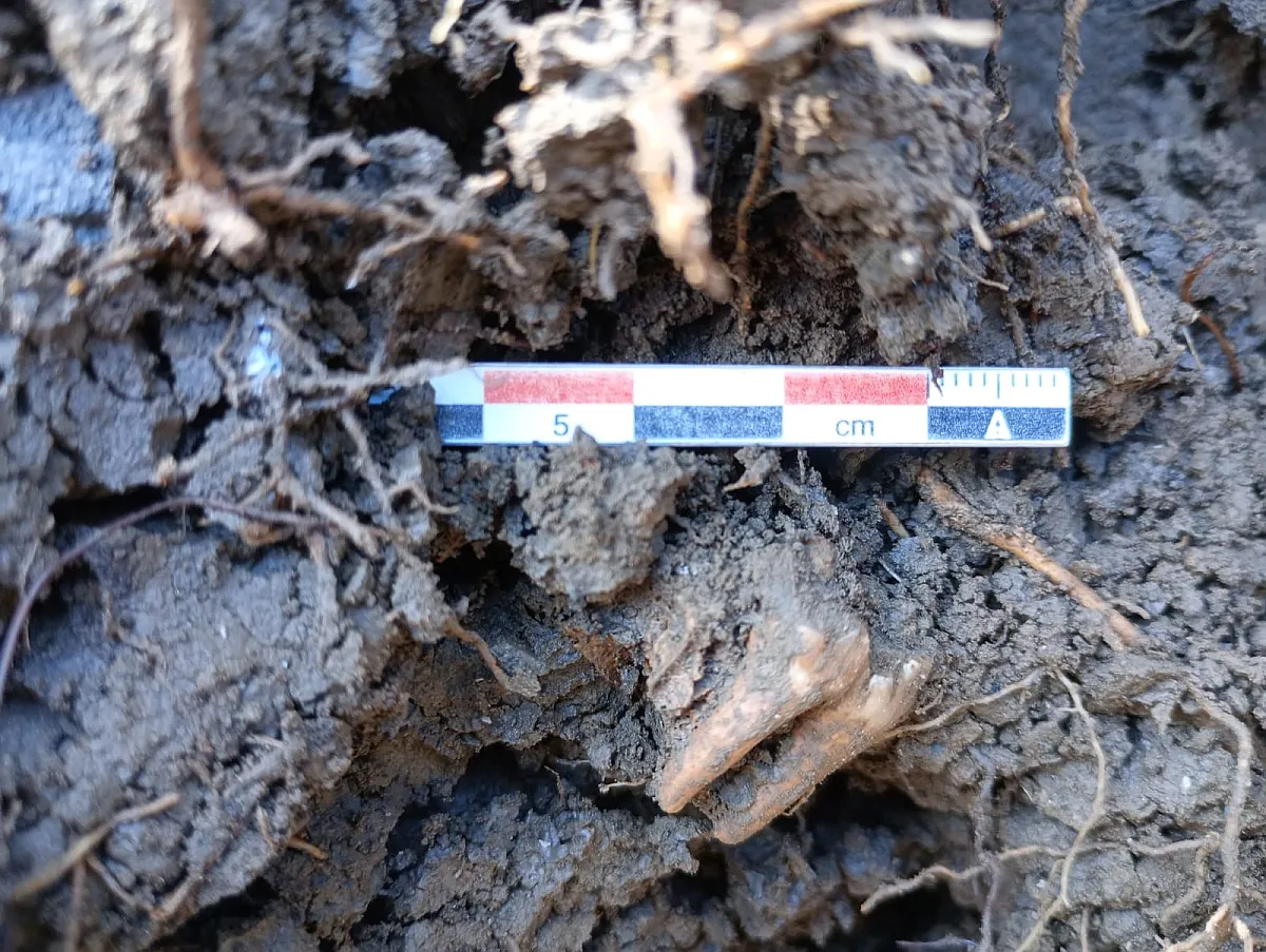 Durante la excavación se documentaron restos de fauna que permitirán datar el castro. Foto A. Fanjul Peraza.