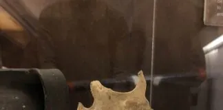 Mandíbula de uno de los individuos de la Peña Sobia en Teverga. Siglo II d.C.