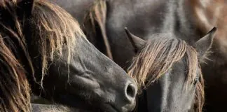 Asturcones. ACPRA