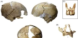 Cráneo cántabro reconstruido en La Loma. Foto Silvia Carnicero