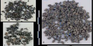 Especies documentadas en Moriyón. Escanda, cebada, mijo, lino.... (Foto J. Camino Mayor)