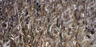 Una síntesis razonada sobre la alimentación de los astures Campo de cereales en Zamora