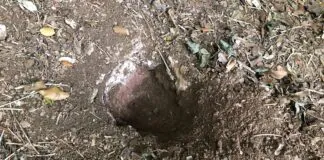 Huellas del paso de un detectorista en un yacimiento arqueológico en Asturias. 2025