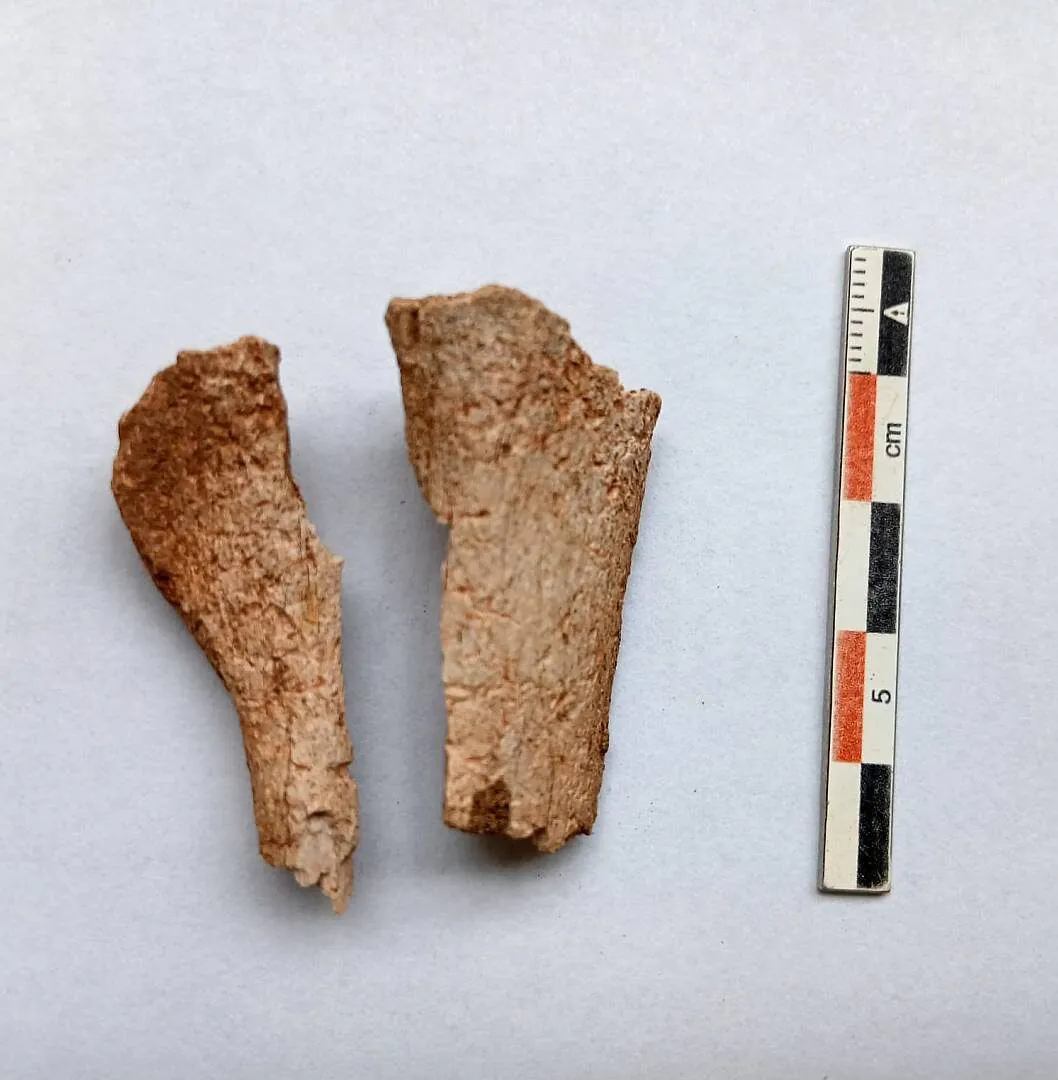 Uno de los huesos recogidos en la intervención. De estos restos óseos se obtuvieron las dataciones. Foto Fanjul Peraza.